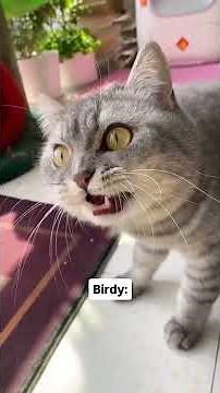 Meow tones 🐈🎶 #funnycats #cat #funny #meow #cute #paws #pets #catshorts #catlovers #viral #shorts