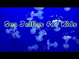 Sea Jellies “Jellyfish” for Kids | Jellyfish kids book read aloud | #sciencekids | #kidsreadaloud