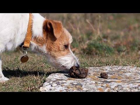How To Stop Puppy From Eating Poop
