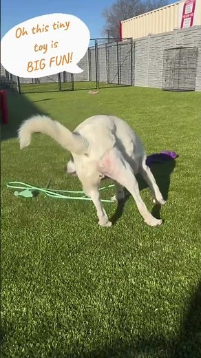 #adoptabledog Rufus has a bright future ahead