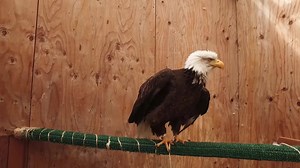 This weekend on #TheVoyager, Josh Garcia gets a tour of Bird Treatment & Learning Center and learns how they’re working to treat and rehabilitate injured wild birds! | The Voyager with Josh Garcia