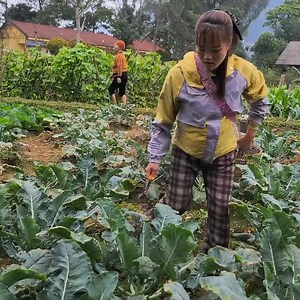 A pregnant woman harvesting cauliflower unfortunately slipped and fell and got a severe st | Lion King | Facebook