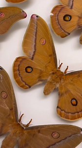 Behind the scenes 🎥 Discover the Helena Gum Moth with QVMAG Natural Sciences Collections Officer, Simon Fearn. #QVMAG #Tasmania | Queen Victoria Museum and Art Gallery