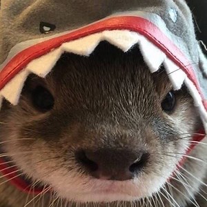 CaptainGizmo - Twitch
