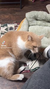 Halo For Animals on Reels