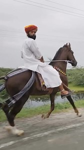 34K views · 1.1K reactions | Beautiful Sindhi Horse Rewal Chal  #horse #sindhi #horserewal #horsebackriding #horserewal❤️ #horseriding | Kutch Horse Race | Facebook