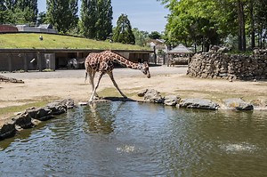 Les zoos doivent tuer leurs animaux adultes plutôt que les laisser vieillir, prônent des chercheurs