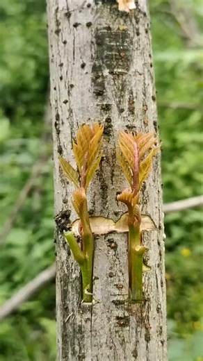 "Budding Success: A Guide to Asexual Reproduction Through Grafting with Branch Buds" . . . #treegrafting #trees #naturelovers #plantbased #plantslife #graft #greenliving #forplants #newfarmers #plant #treecare #plantlifebalance #orchids #plantlifecycle #plantlife #growth #Plantbased #pl #masters #plants #grafting #fruitgrafting | For Plants