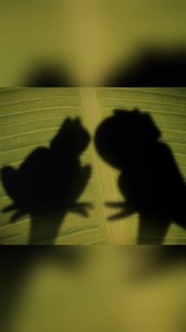 Ajib girgit~mini #wood toy wood working art skills hands crafts #shorts #shortsreels #memes #vuinhon #socialmedia #sale #motivational #shirts #short #share | PIKUU FACTS