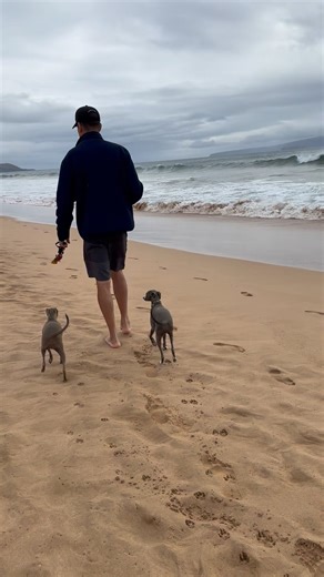 It is once again “high tide” in the South … 🌊I mean, there was a South Swell yesterday and this is what it looked like when we walked @nino.and.sofi at Keawakapu during sunset. 🌊 Just as I thought the sandy beach is back … it is retreating once again. But no worries. Nature will do its own thing … we just have to relax. 💙🏖️🏝️ The sandy beach will recover and stay when it’s time. For now, enjoy the swell. There are still beach shore to hang out. It’s just not as wide. 🌊💙 Hey, the waves wer