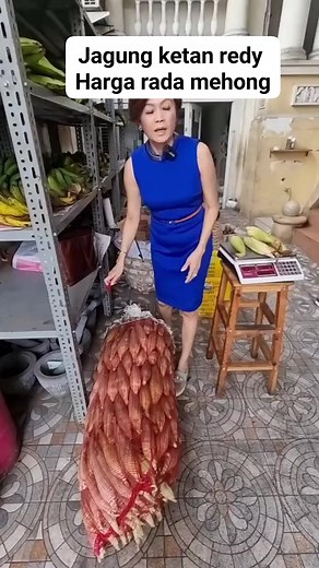 Jagung ketan redy Harga rada mehong | Ci mehong