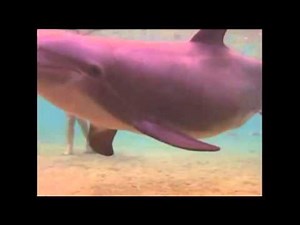 Raw Video: Dolphin gives birth in hawaii