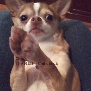 Prayer for Miss Lisa Matney and all affected by Hurricane Helene🙏🏻💔🐾❤️🐶 | Choco the Macho Chihuahua