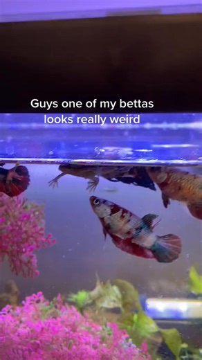 An imposter #imposter #africandwarffrog #bettasorority #bettas #amongus | Bettaddiction