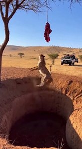 665K views · 412 reactions | CHEETAH TRAPPED IN ILLEGAL HUNTING PIT...