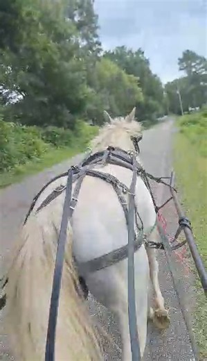 7.1K views · 43 reactions | Here is another very nice 9 year old 45-inch pony mare, Consigned for the July 13th Horse Auction. She will be broke to work and ride. We will sell the pony, then cart, then harness, then tied it all back together. | West Tennessee Auction Barn | Facebook