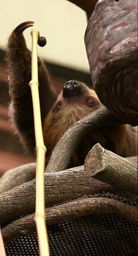 Sloth Juno's First Birthday Party - Cincinnati Zoo #shorts