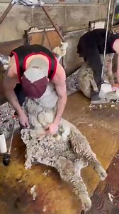 American Merino Sheep Shearing 🐑 | BR Store