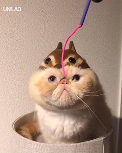 2.7M views · 21K reactions | A wild chipmunk appears...  | UNILAD | Facebook