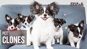 This woman cloned her chihuahua how many times?