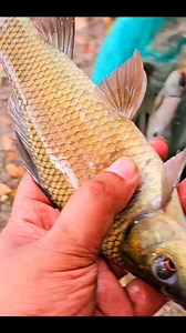 Diwali special fish Catching and Fish Releasing video by Kolkata Fishing | Kolkata Fishing