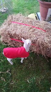 25 reactions | Mavis having a play about during set up. | Kidz Farm | Facebook