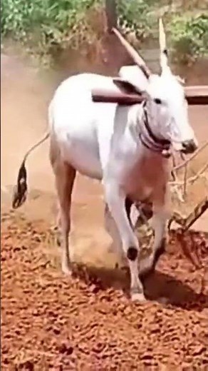 huge hallikar bulls ploughing field #hallikar #bull