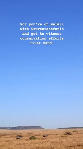 Treasures of Kenya's wildlife, the Black Rhinos. A mother and her calf getting tracked down for treatment and assessment. Some safari moments! #rhino #conservation #maasaimara #suveniasafaris #safarimoments | Suvenia Safaris