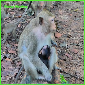 2.4K views · 75 reactions | Cry tantrum very loud! Poorest baby monkey crying loudest by hungry milk | RESEP Monkey | Facebook