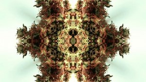 Kaleidoscopic Marijuana Vision : vidéo de stock (100 % libre de droit) 33662821 | Shutterstock