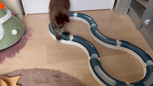 Nog even boven spelen met de ballenbaan om vervolgens weer mee naar beneden te gaan. | Maine Coon Cattery Royal Blue Valentine