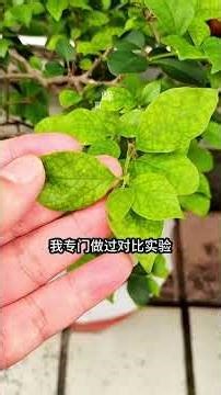 Here's how to treat yellowing leaves in roses, hydrangeas, and jasmine! #roses #irondeficiencyyyi...