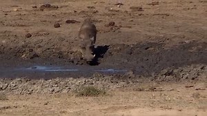 Watch as this Warthogs jumps into a mud hole to cool down in Kruger National Park, South Africa. #nature #amazing #wildlife #safari #animals | Wildest Kruger Sightings