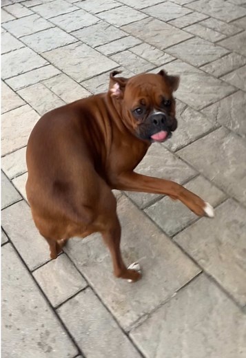 Adorable Boxer Dogs Show Off Their Crazy Wiggles