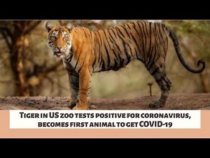 Tiger in US zoo tests positive for coronavirus, becomes first animal to get COVID-19