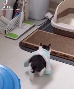 33 reactions · 26 shares | Dah siap mandi, boleh pula dia nak membuang  | Cat N Friend | Facebook