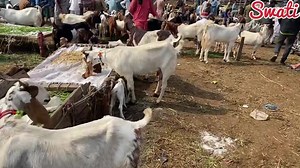Bhains Colony Bakra Mandi Rates Update By Swati ❤️ For promotion And vloging: 03243467856 #goat #bakra #bakripalan #rooftopgoat #kamorigoat #paterigoat #gulabibakri #goatbaby #bakramandi | Mandi by Swati -Vlogs