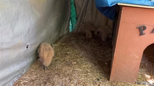 Our nesting family of vultures (that you can watch via LIVE CAMERAS) have just adopted an orphaned baby! Get the full story along with the links to the live cameras so you can watch the adult vultures care for their own 2 babies PLUS their new addition by joining our group here: https://www.facebook.com/groups/PawsSCVultureCam This video shows the mom (previously raised and released by us) watching as I add the new baby to her nest area. I showed her the new baby so she’d know what I was doing. 