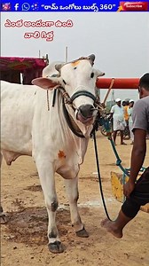🌈Vadde Ravi Kumar playing the 6th palla section in the 4th palla
