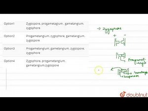 What are the successive structures formed in course of sexual reproduction in Rhizopus ?