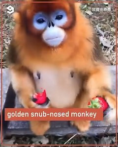 86K views · 280 reactions | This pokemon recovers hp when you give him a berry | 9GAG | Facebook