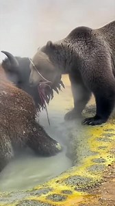 Witness the **unbelievable** brutality of survival! This cinematic short captures the **ultimate** high-stakes battle between a massive **Grizzly Bear** and a wounded **Bison**, trapped in a pool of dangerous, boiling mud. The first two lines hook the viewer with the visceral conflict and the terrifying geothermal setting. The bison's severe wounds and helpless position in the steaming mud are the central, horrifying **conflict**. The Grizzly Bear's ruthless attack, taking advantage of the bison