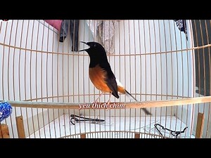 Kích Chòe lửa hót nhiều giọng, Căng lửa, chòe lửa đánh đuôi kích cực nhạy.luyện chòe lửa hót nhiều