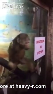 Dirty Monkey Masturbating To Zoo Visitors