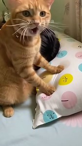45K reactions · 1.1K shares | Ke random an kucing oyen siang ini 藍藍 • • #catlovers #catlife #funny #funnycats #kucinglucu #kucingoyen #petloss #humor | Haryati | Facebook