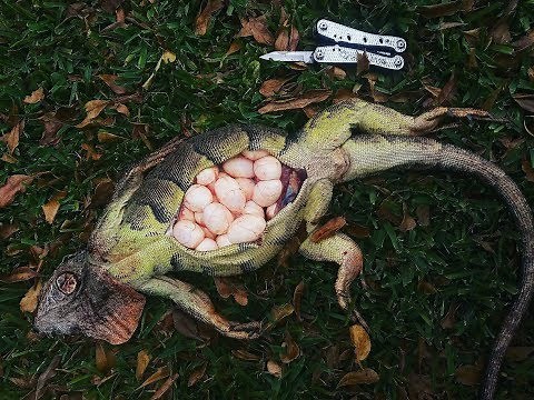 Catch and Cook Iguana Egg Omelettes! Catching Breeding Iguanas in Florida!!
