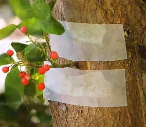 Some clever ways to befriend a tree! | 5-Minute Crafts Teens