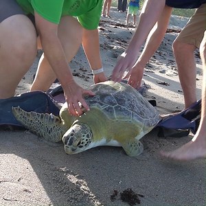 14K views · 774 reactions | Thanks to our talented team, Melo has bounced back from some gnarly shark-attack wounds and parasites, and this spunky sea turtle is in the ocean once more! | Brevard Zoo | Facebook