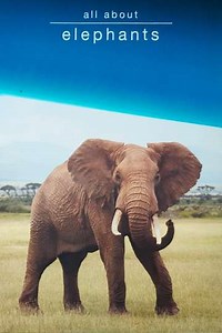 All About Elephants - Movie