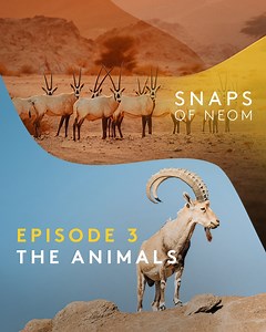 Our stunning destination doubles as a vast nature reserve, fully committed to protecting our native wildlife 🦊 #NEOM | NEOM